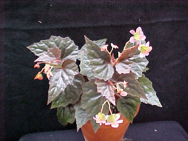 B. ‘Little Red Wagon’